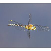 1P0A1741-Verbessert-RR