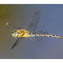 1P0A1750-Verbessert-RR