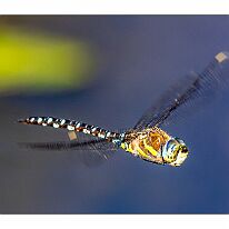 1P0A1763-Verbessert-RR