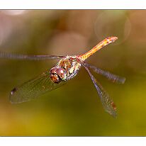 1P0A1803-Verbessert-RR